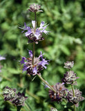 Salvia 'Celestial Blue'