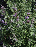 Salvia 'Celestial Blue'