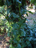Ceylon Spinach