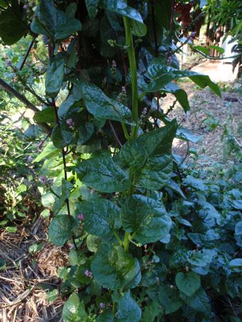 Ceylon Spinach