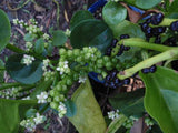 Ceylon Spinach