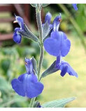 Salvia 'Marine Blue'