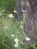 Chamomile Roman