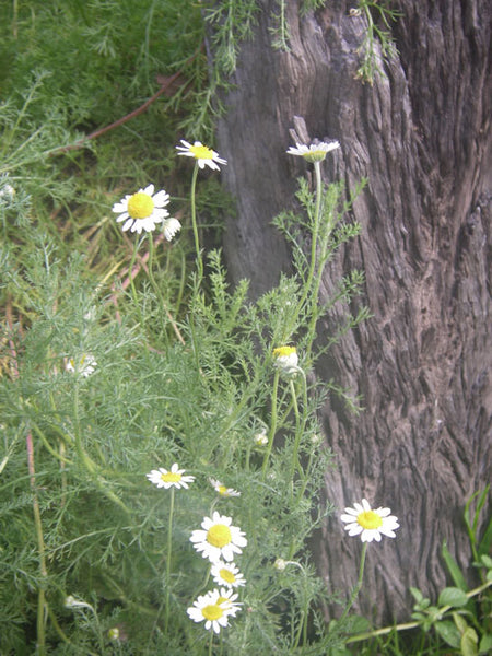 Chamomile Roman