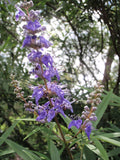Chaste Tree