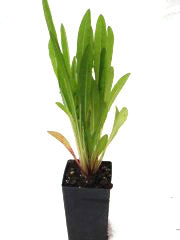 Chicory - Catalogna Brindisina