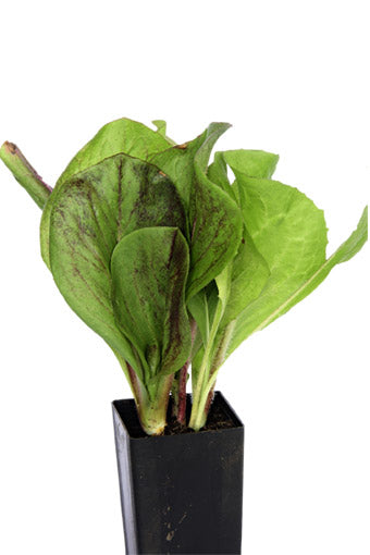 Chicory Pala Rosa