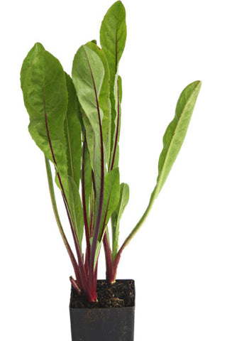 Chicory Red Dandelion