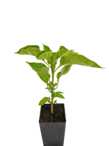 Chilli Aji Limon