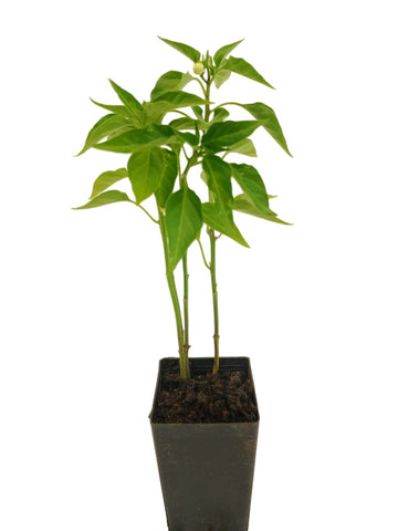 Chilli Cayenne