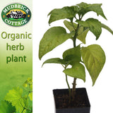 Chilli Naga