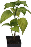 Chilli Naga