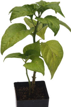 Chilli Naga
