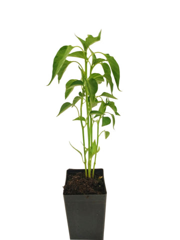 Chilli Jalapeno