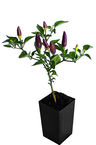 Chilli Rainbow