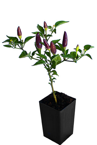 Chilli Rainbow