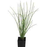 Chives