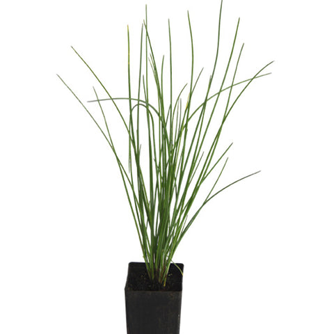 Chives