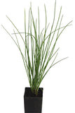 Chives