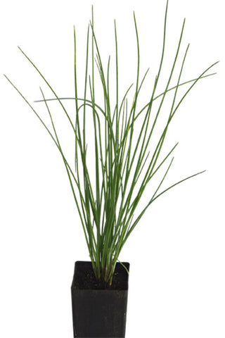 Chives