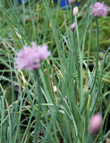 Chives