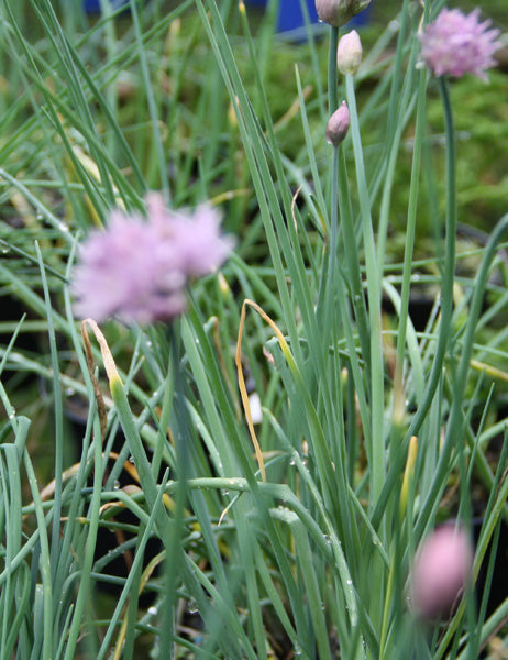 Chives