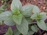 Mint - Chocolate Mint