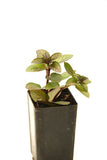 Mint - Chocolate Mint