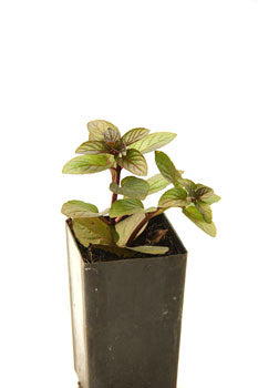 Mint - Chocolate Mint