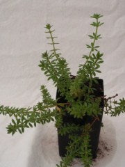 Cleavers