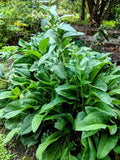 Comfrey