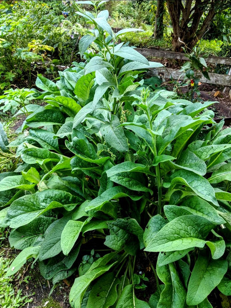 Comfrey