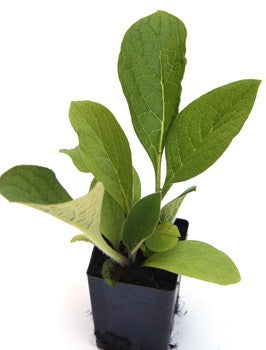 Comfrey