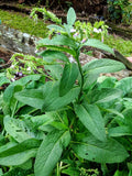 Comfrey