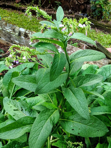 Comfrey