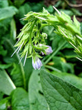 Comfrey
