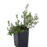 Thyme - Common Thyme