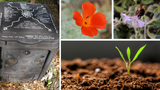 Compost, Liquid Fertiliser and Beneficial Insect Allies - Saturday 1st September 2018