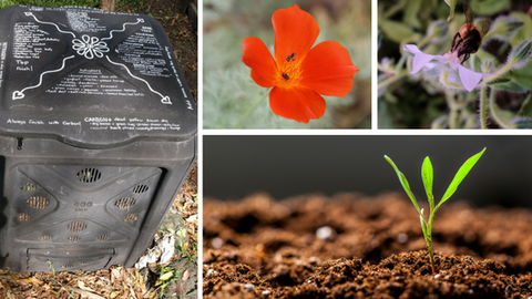 Compost, Liquid Fertiliser and Beneficial Insect Allies - Saturday 1st September 2018