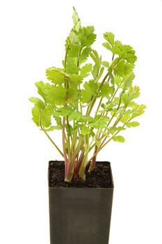 Coriander
