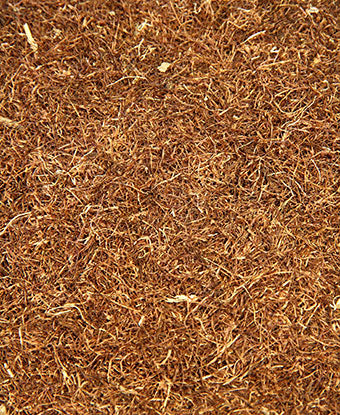 Cornsilk