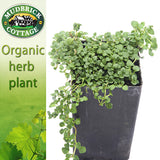 Mint - Corsican Mint
