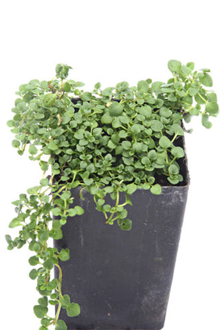 Mint - Corsican Mint