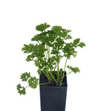 Parsley - Curled Parsley