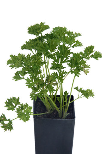 Parsley - Curled Parsley