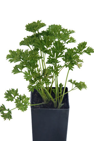 Parsley - Curled Parsley