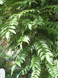 Curry Leaf Tree