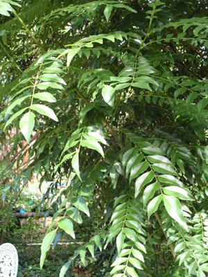 Curry Leaf Tree