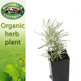 Curry Plant