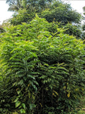 Curry Leaf Tree